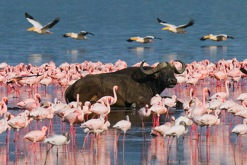 Honeymoon in Kenya and Seychelles - Lake Nakuru Buffalo surrounded by flamingos in Lake Nakuru, Kenya