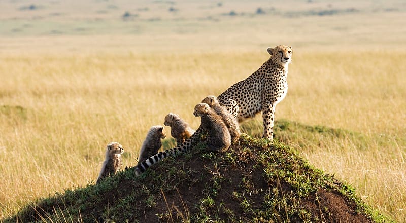 Mother Cheetah with cubs in the Masai Mara Game Reserve, Kenya