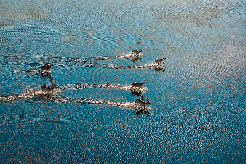 Antelopes running across flooded grasslands in the Okavango Delta, Botswana