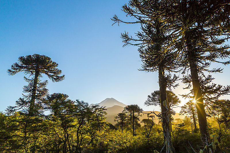 Conguillio National Park, Chile View though the trees from the trail at Conguillio National Park, Chile