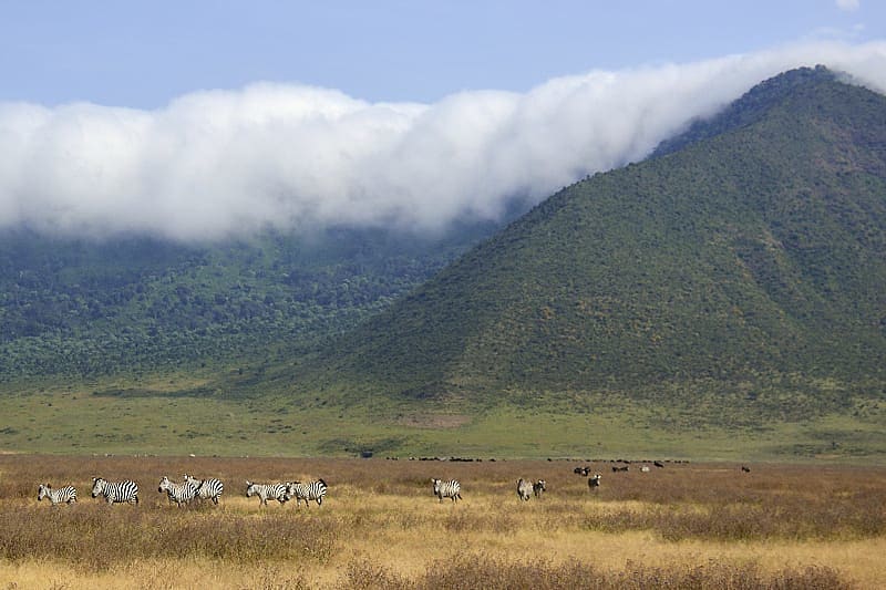 Zebras graze in Ngorongoro crater