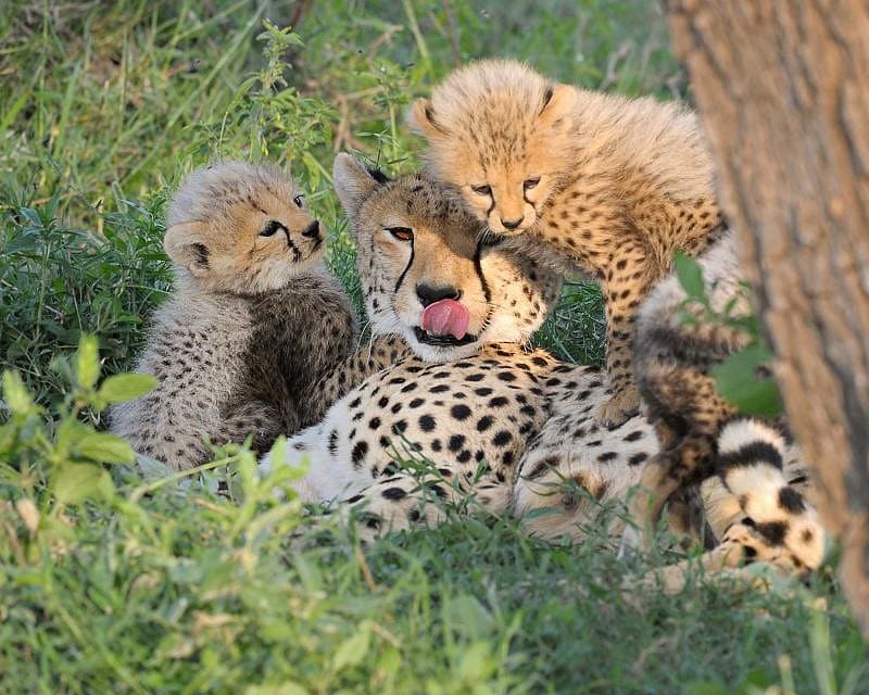 Cheetah with her cubs in Serengeti National Park
