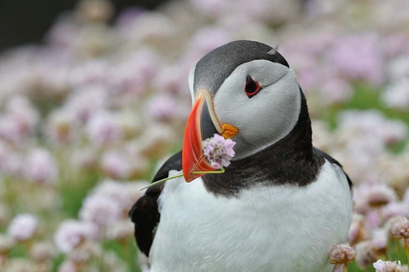 Atlantic Puffin with flower