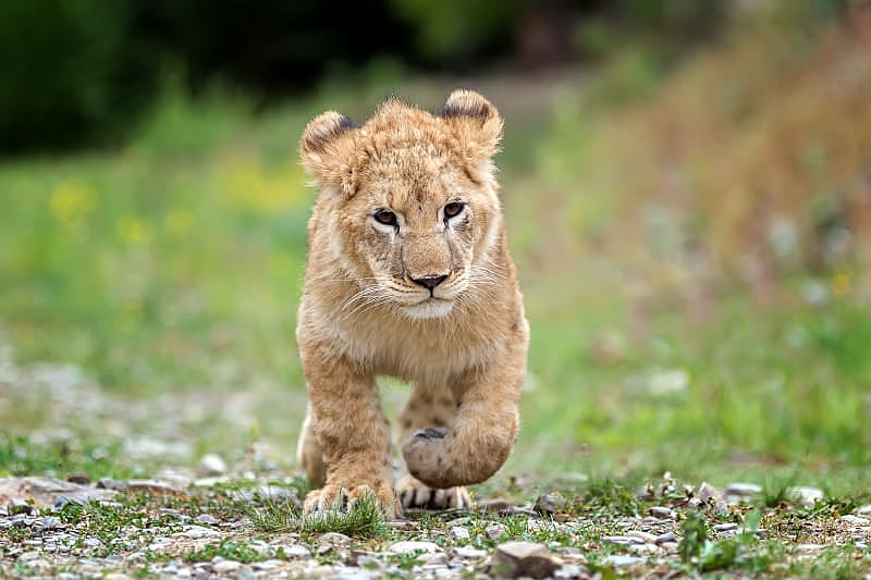 Lion King Inspired African Safari Male lion cub trotting