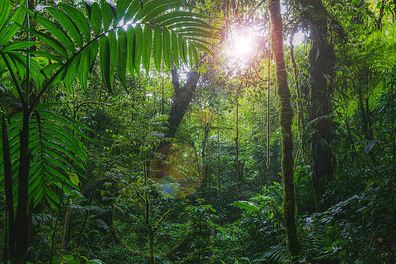 Walk through the tropical jungles of Costa Rica in search of monkeys.
