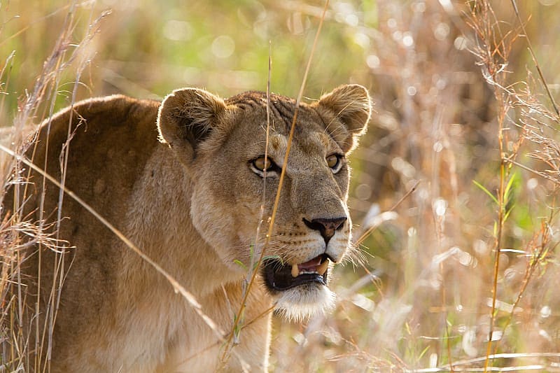 Lion in Kidepo Valley National Park, Uganda, Africa