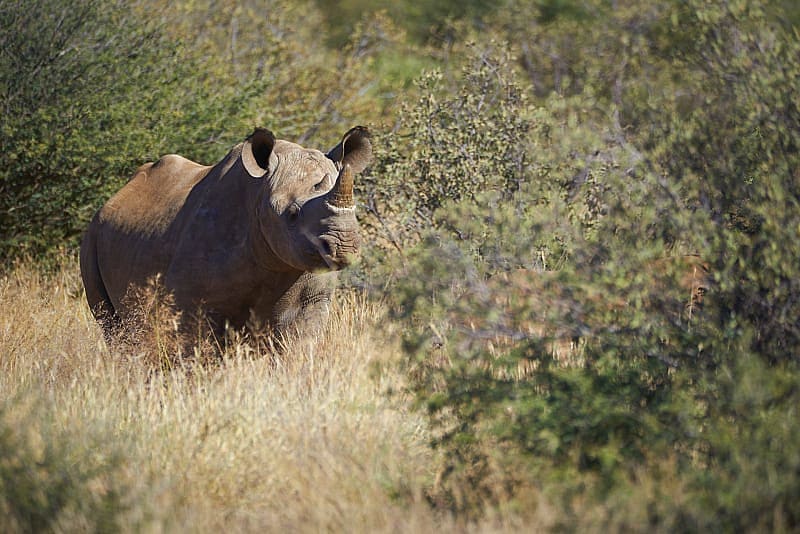 Rhinosaurus in the bush landscape Tswalu Kalahari Reserve