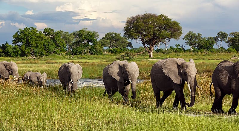 Luxury Botswana Safari for Seniors - Elephants in Chobe National Park Herd of elephants in Chobe National Park
