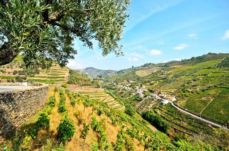 Vineyards of the Douro Valley, where wine has been produced for two thousand years