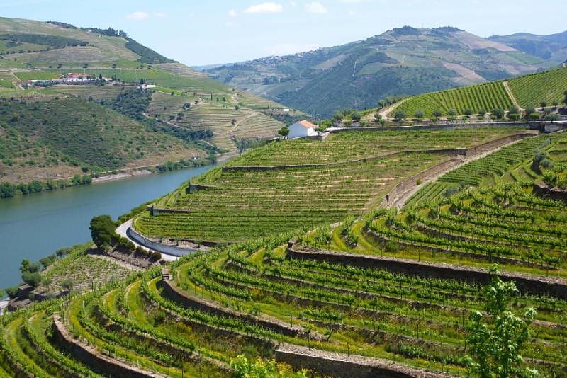 Vineyards in the Douro Valley