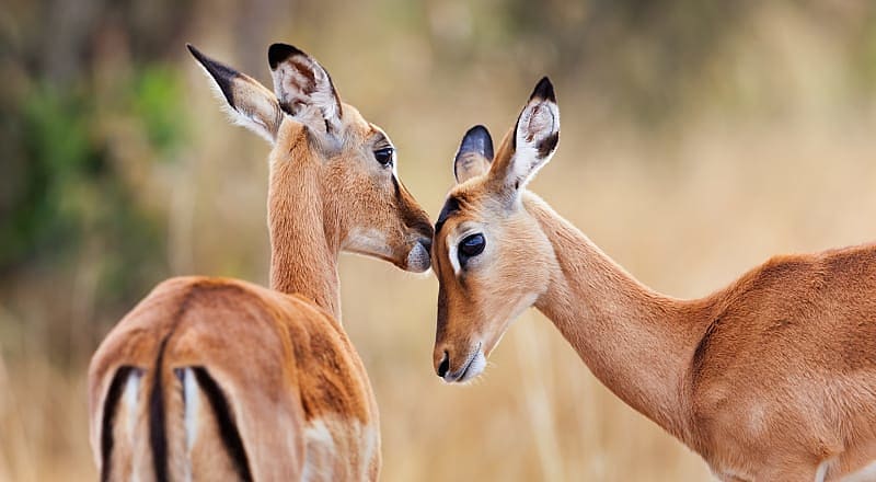 Two impala antelopes in Kenya
