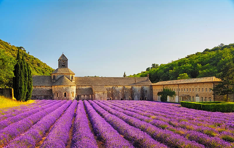 Lavender fields by the Abbey of Senanque in Gordes.