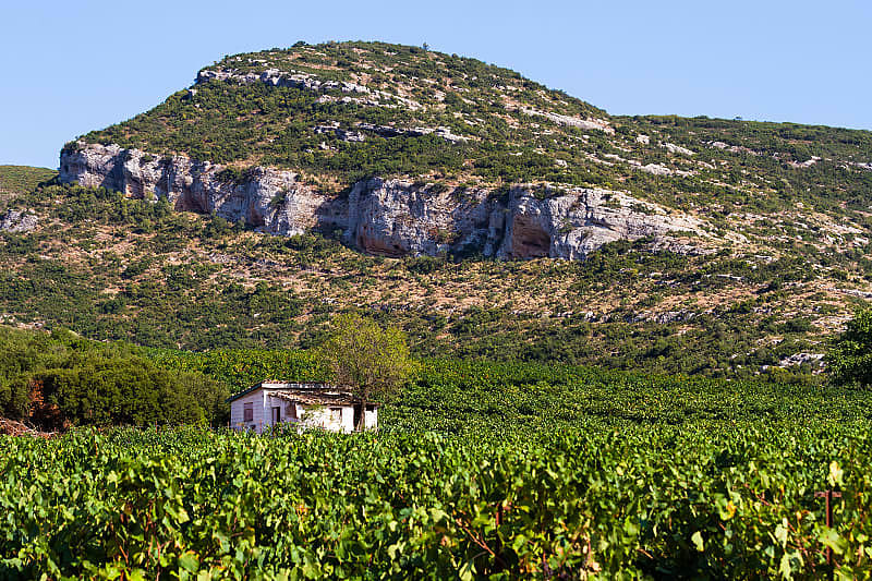 Vineyards in the hills, Greece
