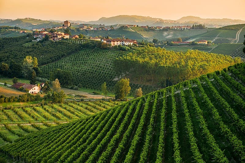 Vineyards in the hills of Piedmont, Italy