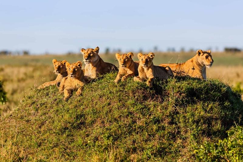 Lion pride in Masai Mara, Kenya