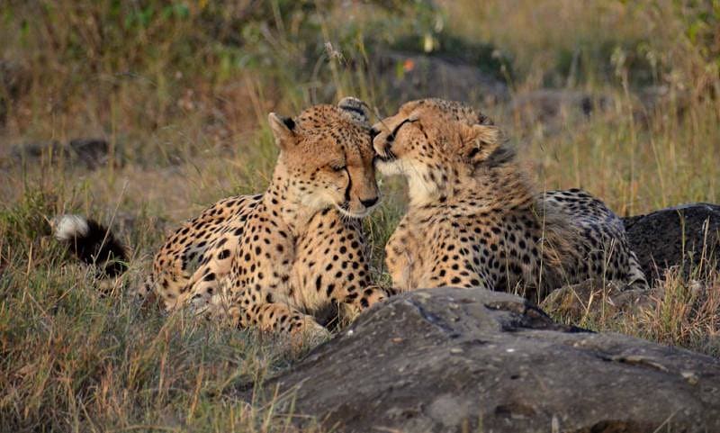 Cheetah's on the savanna in Kenya