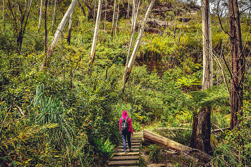 The Blue Mountains are full of shrubs and incredible wildlife, Australia