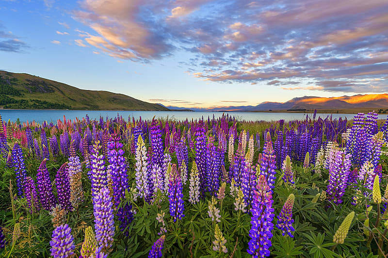 Blooming lupines at Lake Tekapo in New Zealand