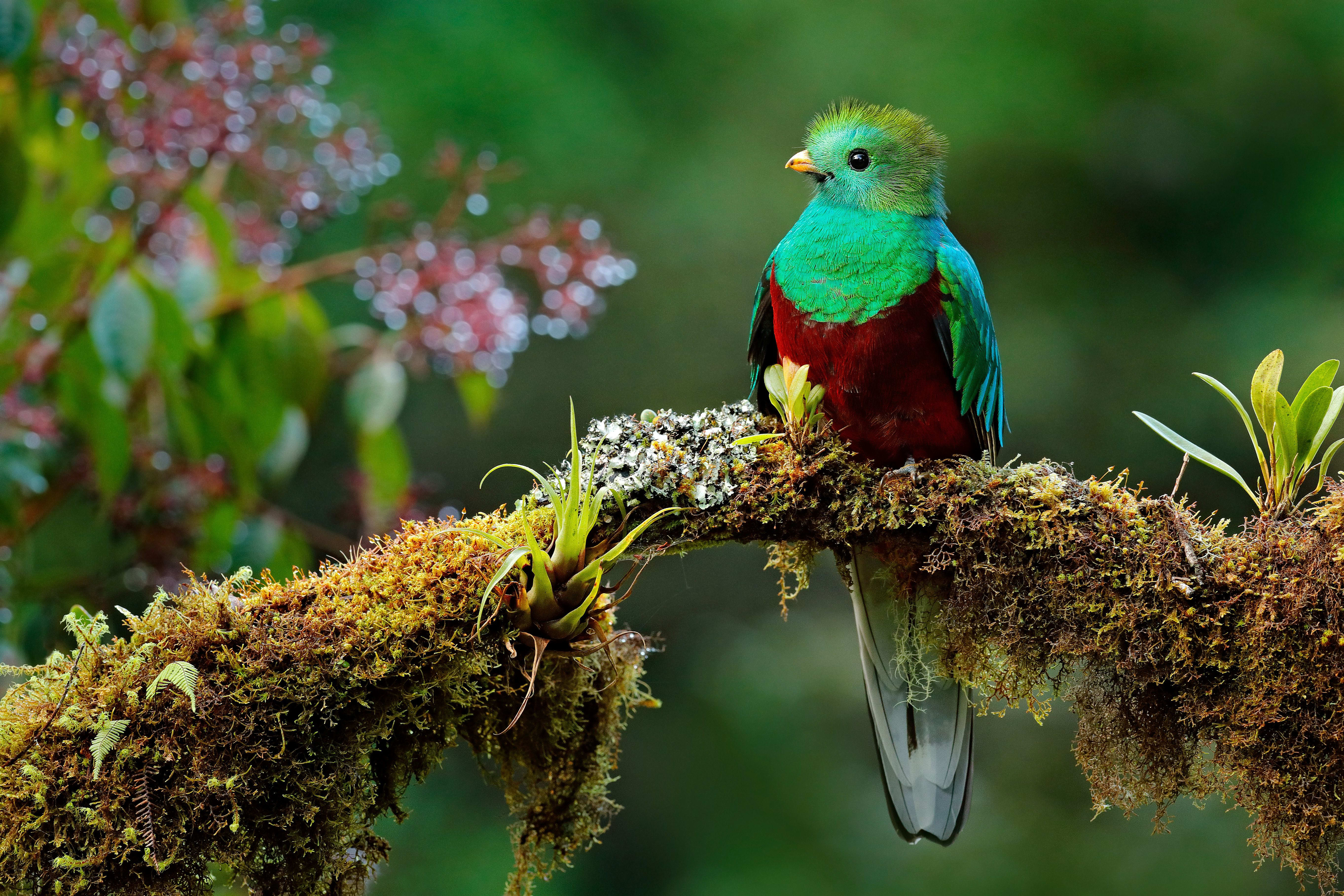 One of the beauties of the wild forests of Costa Rica Quetzal - sacred bird of the Mayan tribe