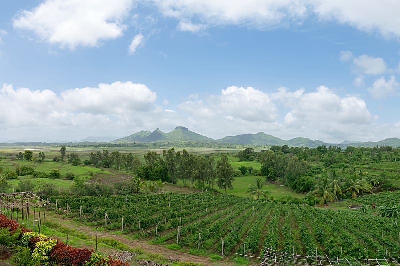 Vineyards in Nashik, India