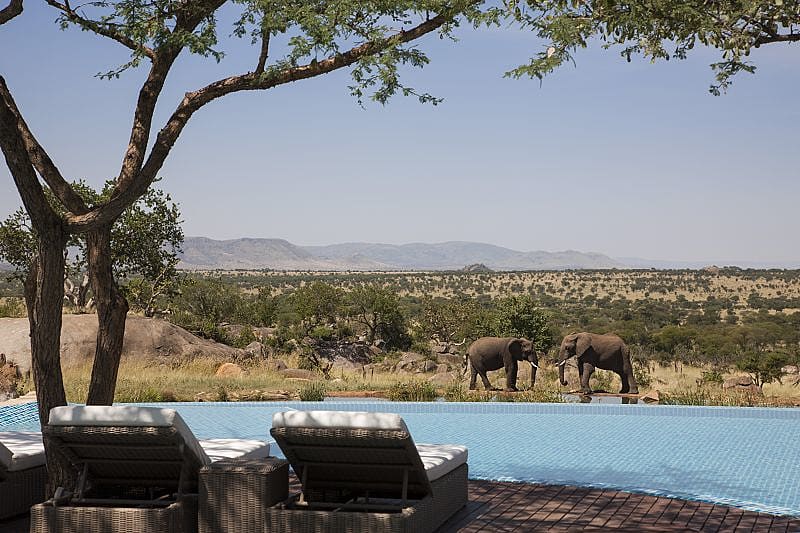 Photo Courtesy of Four Seasons Serengeti / Richard Waite View of elephants from the pool at the Four Seasons Serengeti