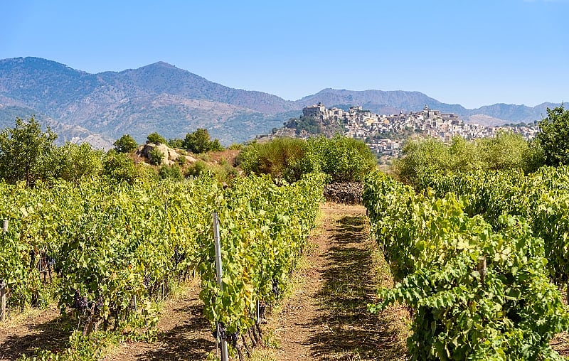 Vineyards, Sicily, Italy