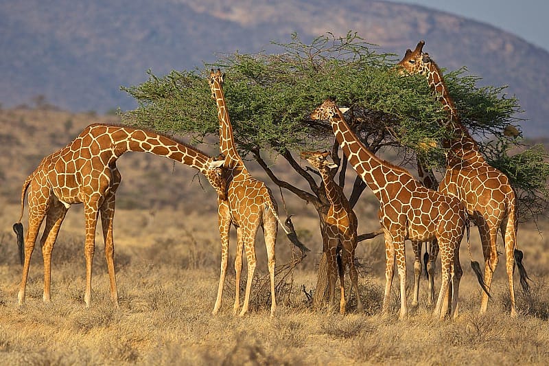 Giraffes in Kenya