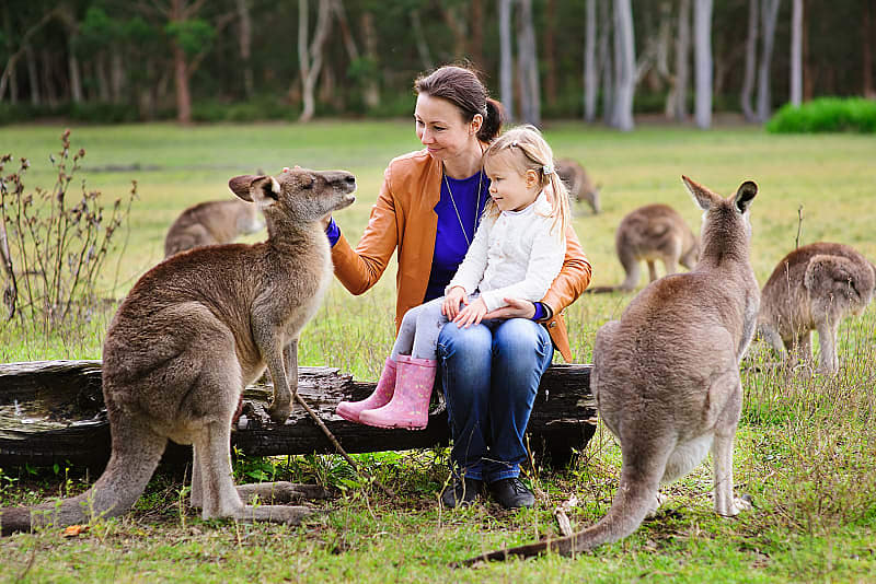 Mother and daughter feeding kangaroos