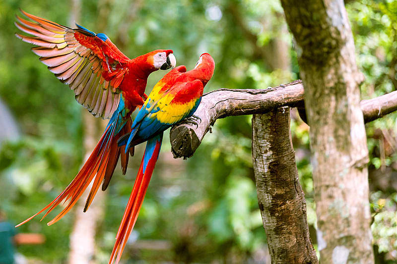 The mesmerizing wilderness of Costa Rica
