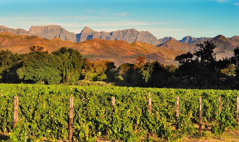 Stellenbosch winelands in South Africa