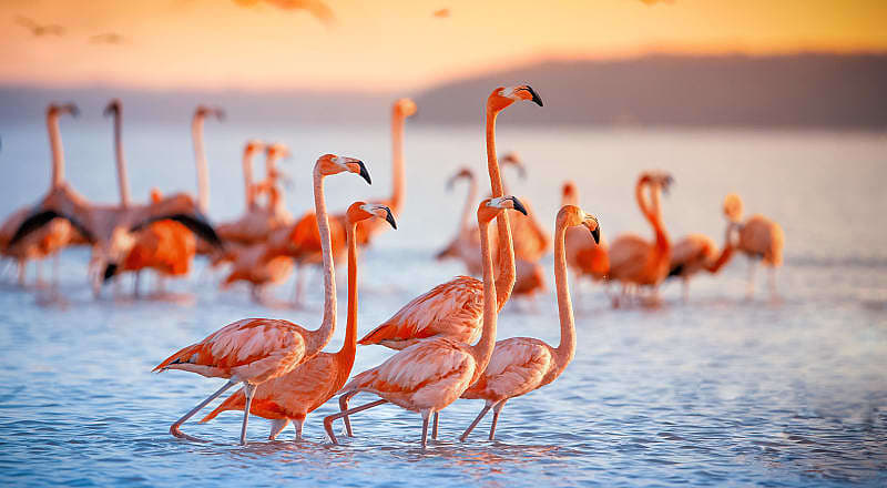 Family of flamingos in Lake Nakuru, Kenya