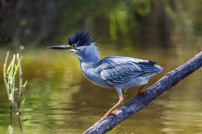 Multi-Country Great Limpopo Transfrontier Park Safari Green backed heron in Kruger National Park, South Africa