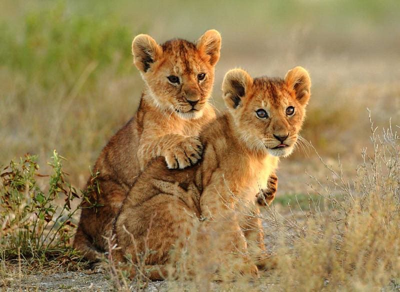 Lion cubs cuddling in Kenya