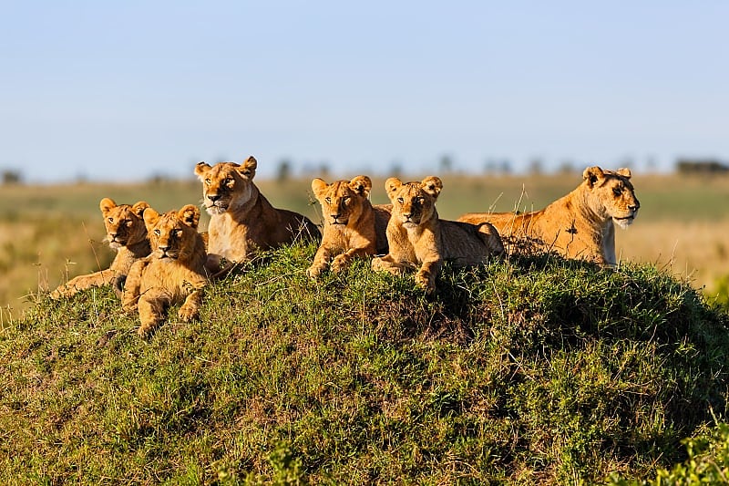 Family of lions basking in the sun, Masai Mara, Kenya
