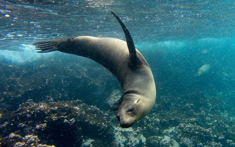 Galapagos sea lion