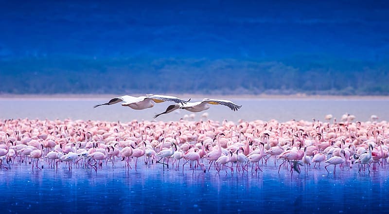 Flock of flamingos in Lake Nakuru, Kenya