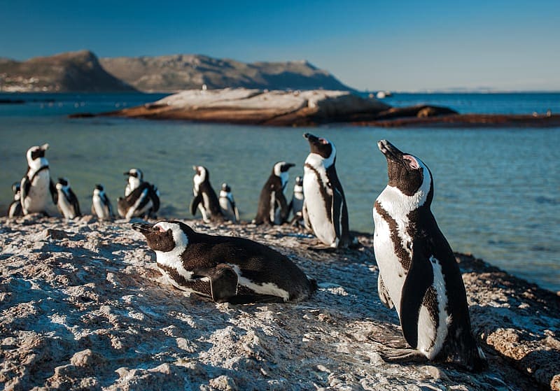Penguins on Boulder Beach near Simon's Town in the Western Cape province of South Africa.