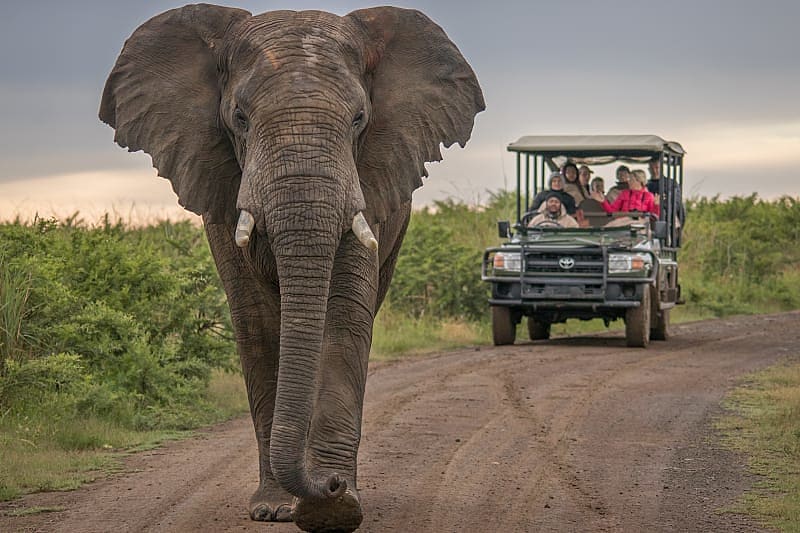 Game drive viewing large elephant