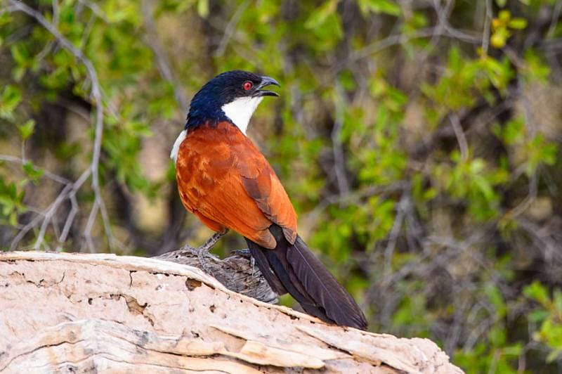 Little bird in Moremi Game Reserve, Okavango Delta, Botswana