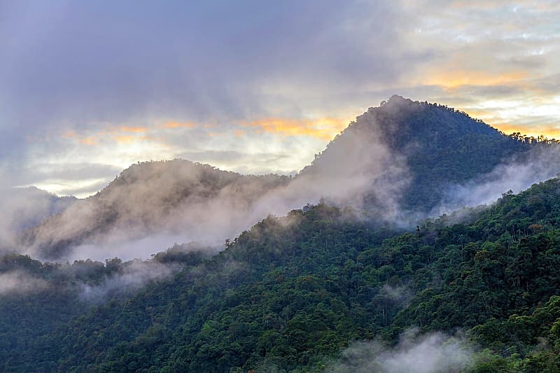 Chocó Rainforest, Ecuador Cloud Forest in the Chocó Rainforest of Ecuador