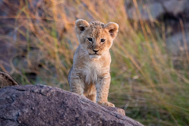 Lion cub in Tanzania Lion cub in Tanzania