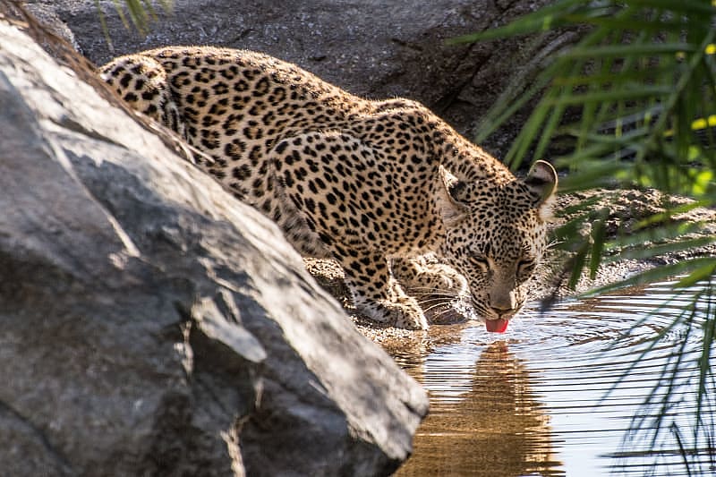 young leopard drinking from a watering hole in sabi sands, greater kruger, south africa