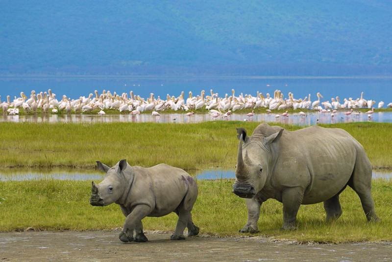 Rhinos at Lake Nakuru National Park, Kenya