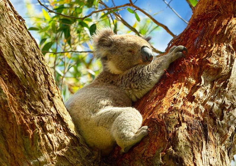 Koalas are one of the main attractions in Australia