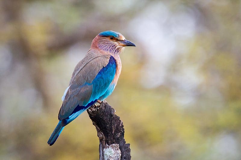 Brightly colored Indian roller bird