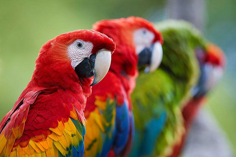 Costa Rican life is vibrant, wild and blissfully colorful, like the feathers of this scarlet macaw