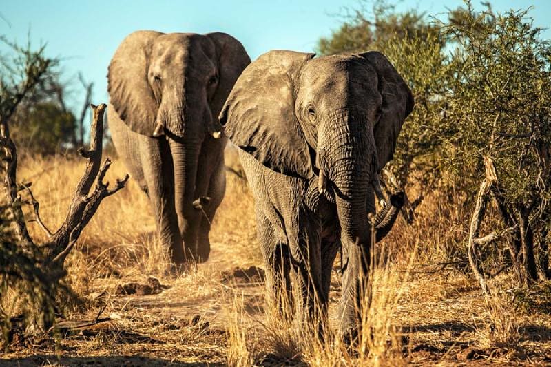 A pair of elephants in Chobe National Park, a wildlife sanctuary known for the largest elephant population in the world, Botswana.