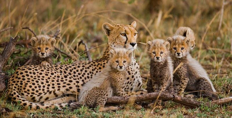 Female cheetah with cubs in Serengeti National Park