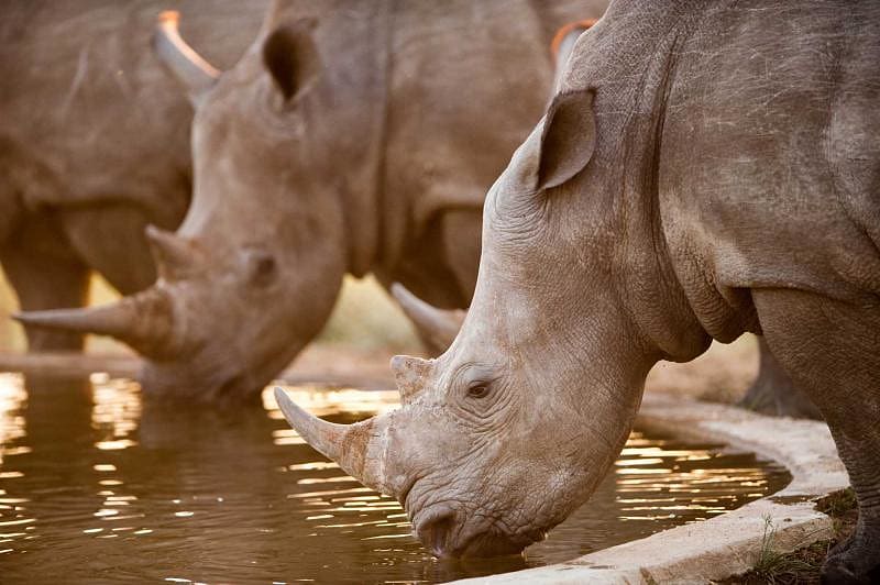 Rhinos at a watering hole, Namibia, South Africa