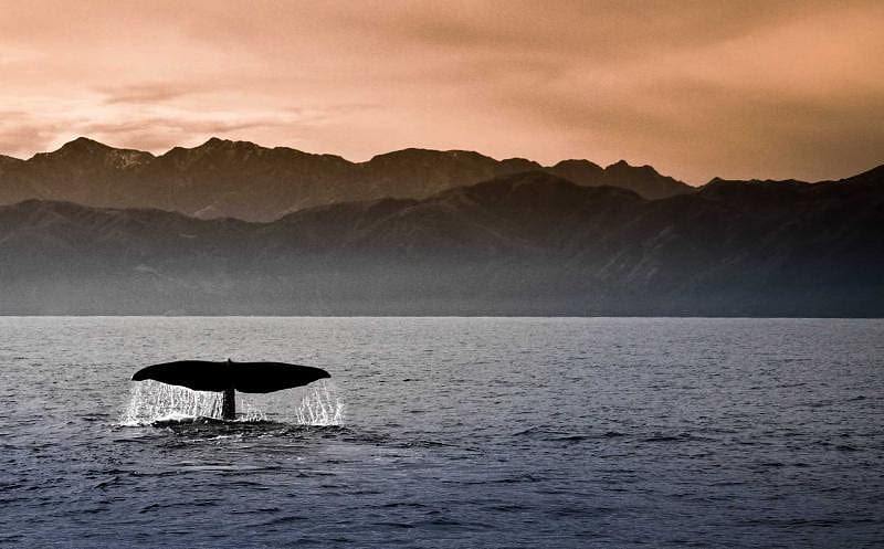 Whale tail, Kaikoura